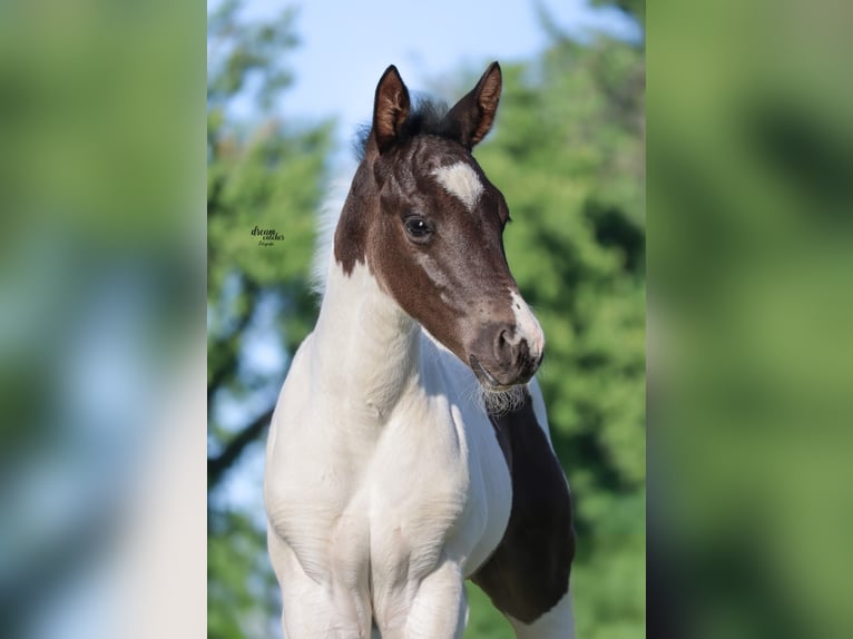 American Paint Horse Ogier Źrebak (04/2025) 154 cm Srokata in B&#xFC;ren