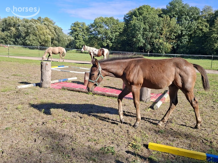 American Paint Horse Ogier Źrebak (06/2026) 155 cm Gniadodereszowata in Werneuchen