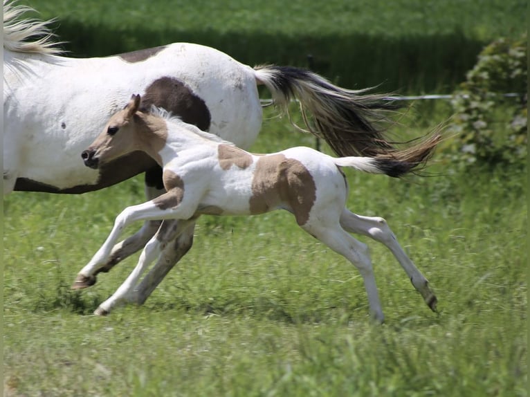 American Paint Horse Ogier Źrebak (05/2026) 155 cm Grullo in Büren