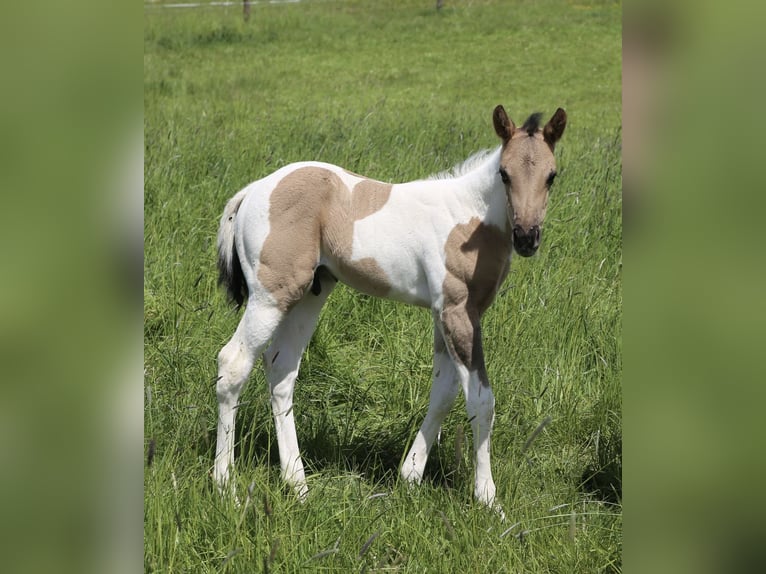 American Paint Horse Ogier Źrebak (05/2026) 155 cm Grullo in Büren