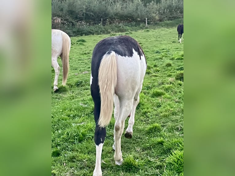 American Paint Horse Ogier Źrebak (03/2025) 155 cm Overo wszelkich maści in Goulles
