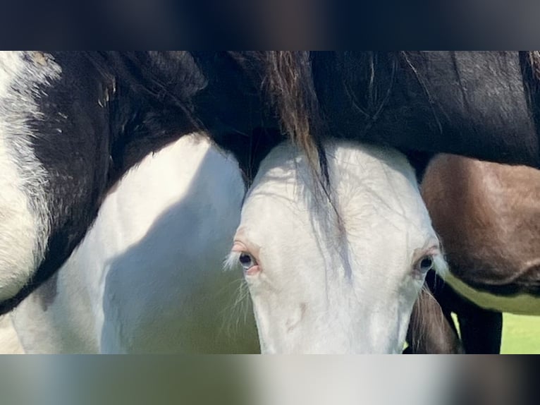 American Paint Horse Ogier Źrebak (03/2025) 155 cm Overo wszelkich maści in Goulles