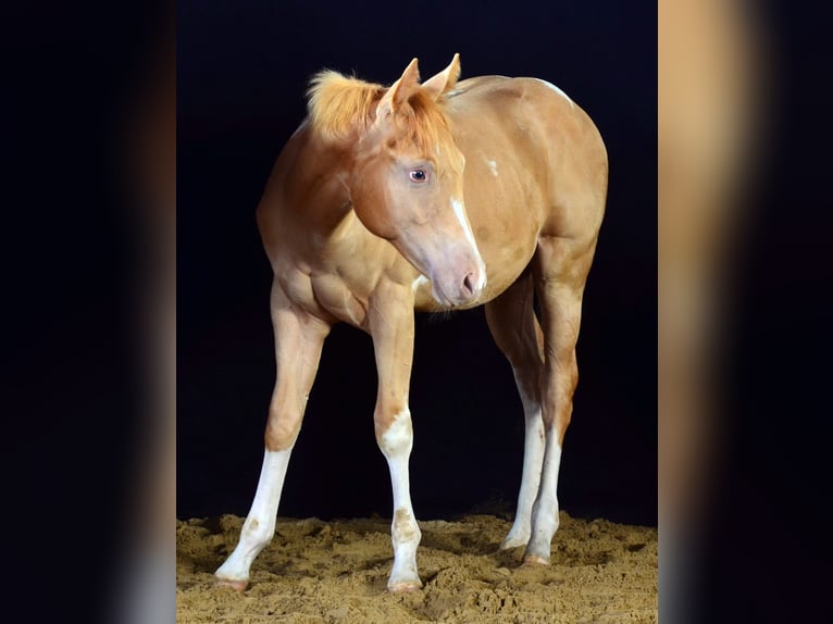American Paint Horse Ogier Źrebak (02/2025) 156 cm Srokata in Schwindegg