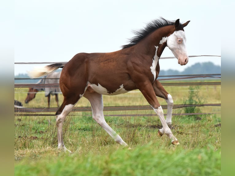 American Paint Horse Ogier Źrebak (04/2025) 160 cm Overo wszelkich maści in Dedemsvaart
