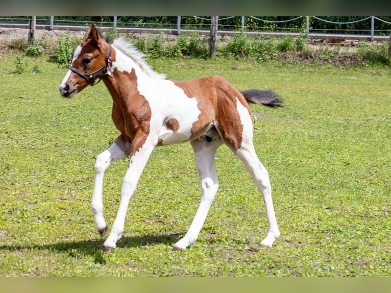 American Paint Horse Ogier Źrebak (05/2026) 160 cm Tobiano wszelkich maści in Straelen