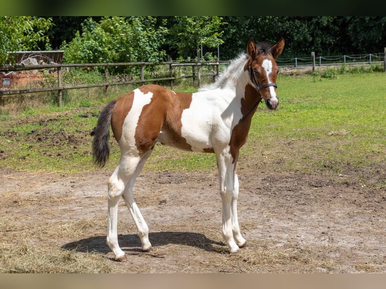 American Paint Horse Ogier Źrebak (05/2026) 160 cm Tobiano wszelkich maści in Straelen