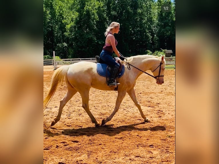 American Paint Horse Ogier Źrebak (04/2026) 163 cm Jelenia in Cartersville Georgia