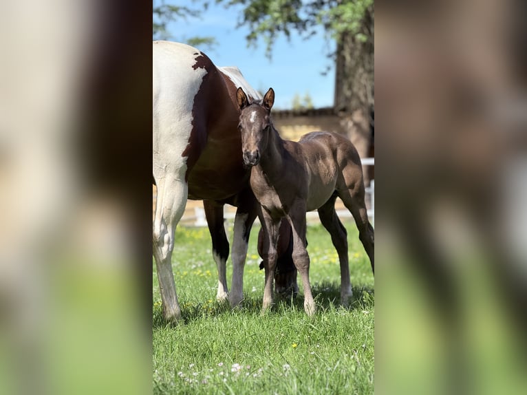 American Paint Horse Ogier Źrebak (04/2026) Kara in Sebaldeburen