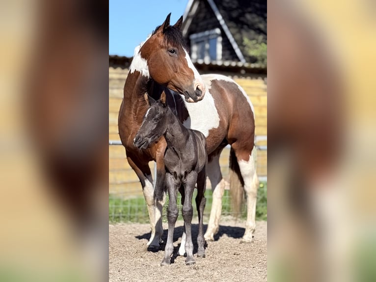 American Paint Horse Ogier Źrebak (04/2026) Kara in Sebaldeburen