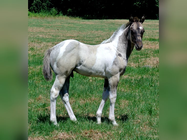American Paint Horse Ogier Źrebak (05/2026)  in Dortmund