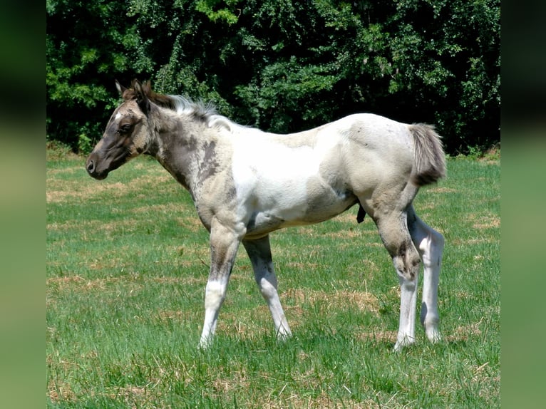 American Paint Horse Ogier Źrebak (05/2026)  in Dortmund
