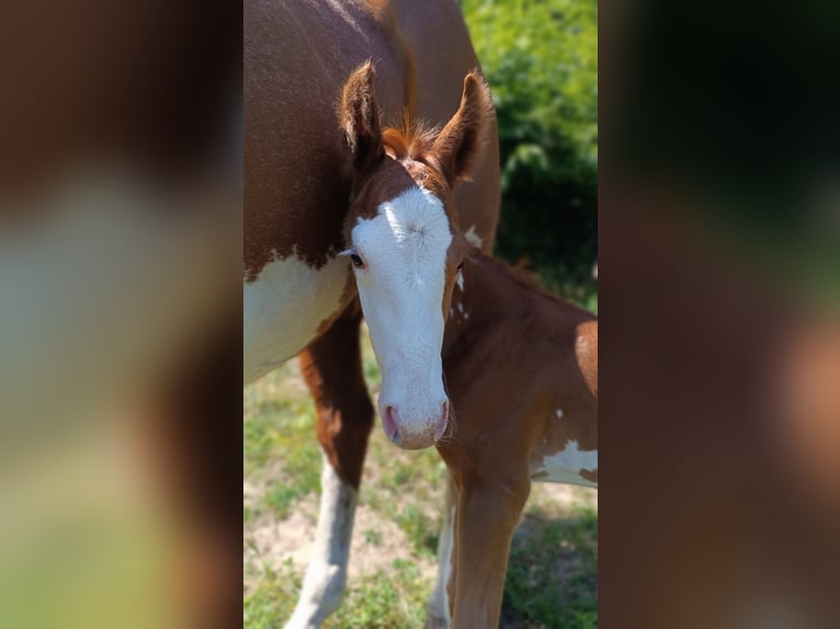 American Paint Horse Ogier Źrebak (05/2026) Overo wszelkich maści in Slovakia