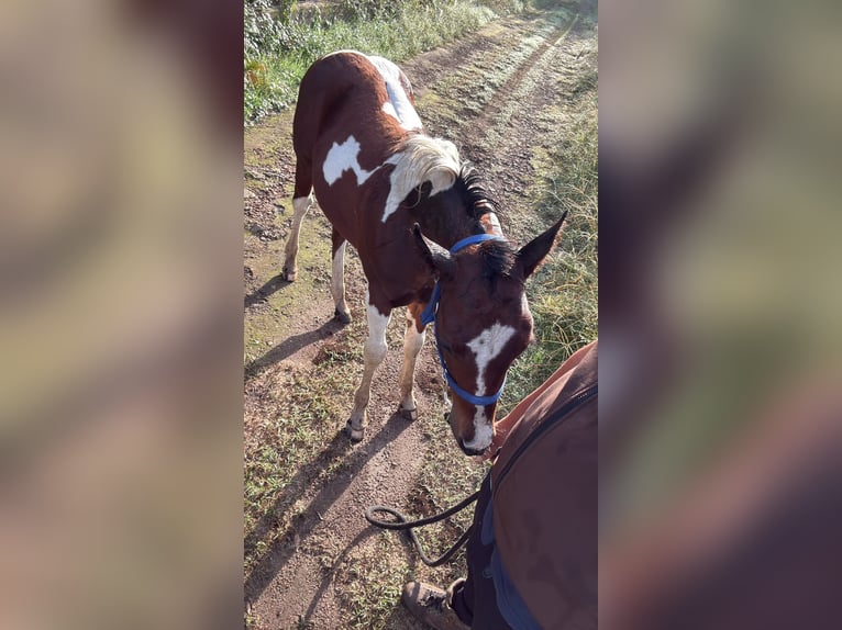American Paint Horse Ogier Źrebak (05/2026) Srokata in Cortale