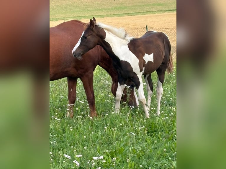 American Paint Horse Ogier Źrebak (04/2025) Tobiano wszelkich maści in Arnstorf