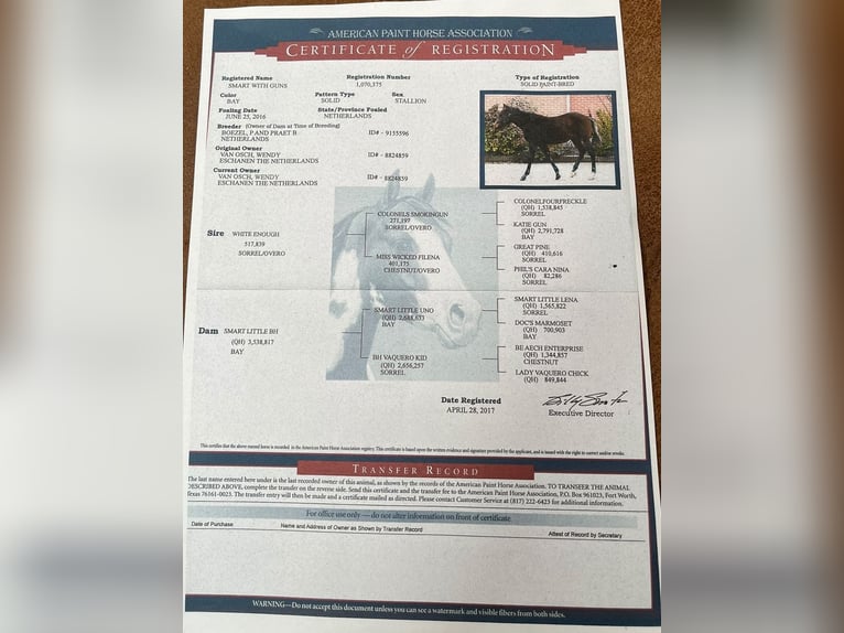 American Paint Horse Ruin 10 Jaar 140 cm Bruin in Escharen
