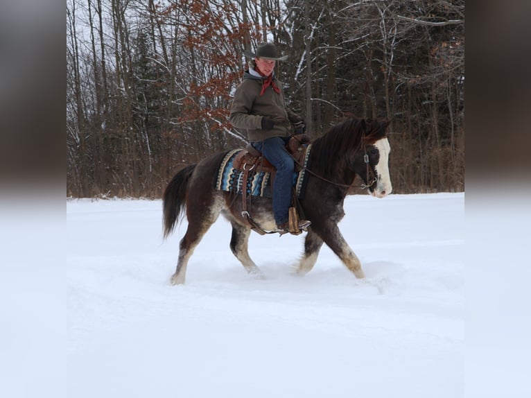 American Paint Horse Ruin 10 Jaar 145 cm Roan-Blue in Howell
