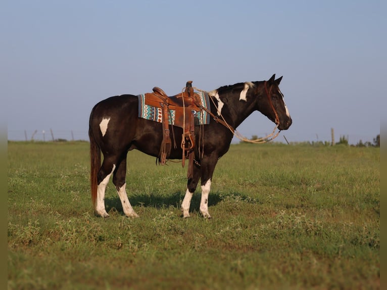 American Paint Horse Ruin 10 Jaar 152 cm Gevlekt-paard in Mount Vernon