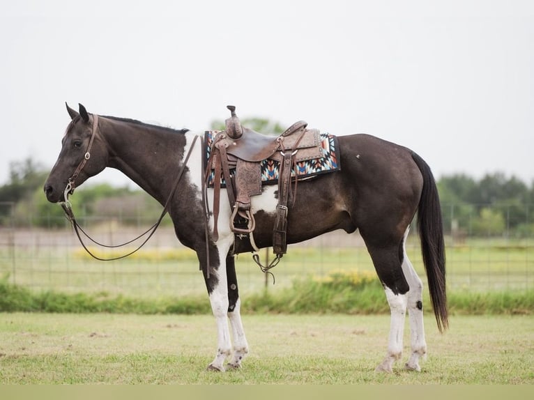 American Paint Horse Ruin 10 Jaar 152 cm Gevlekt-paard in Ravenna