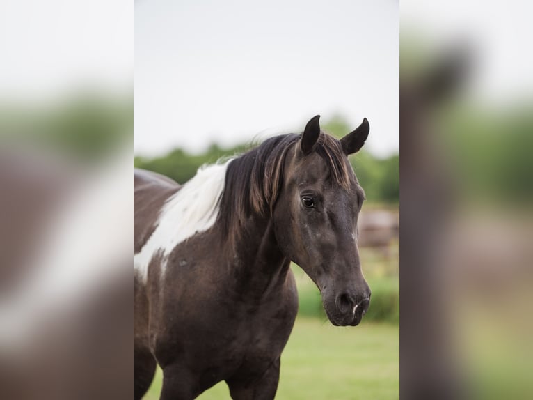 American Paint Horse Ruin 10 Jaar 152 cm Gevlekt-paard in Ravenna