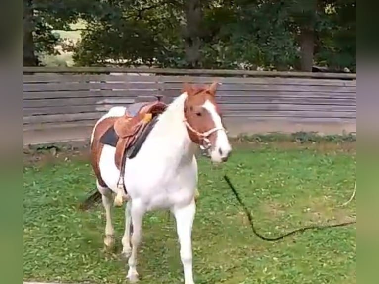 American Paint Horse Ruin 10 Jaar 152 cm Tobiano-alle-kleuren in Eschau