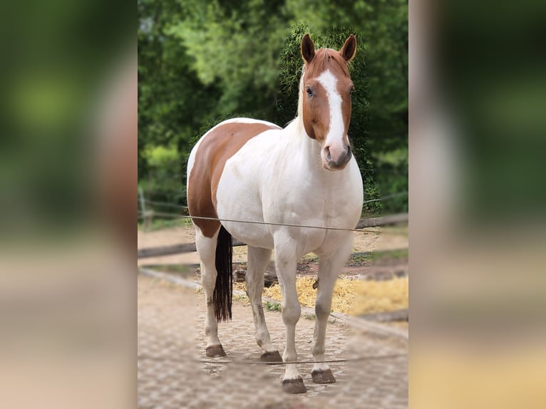 American Paint Horse Ruin 10 Jaar 152 cm Tobiano-alle-kleuren in Eschau