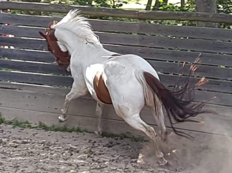 American Paint Horse Ruin 10 Jaar 152 cm Tobiano-alle-kleuren in Eschau