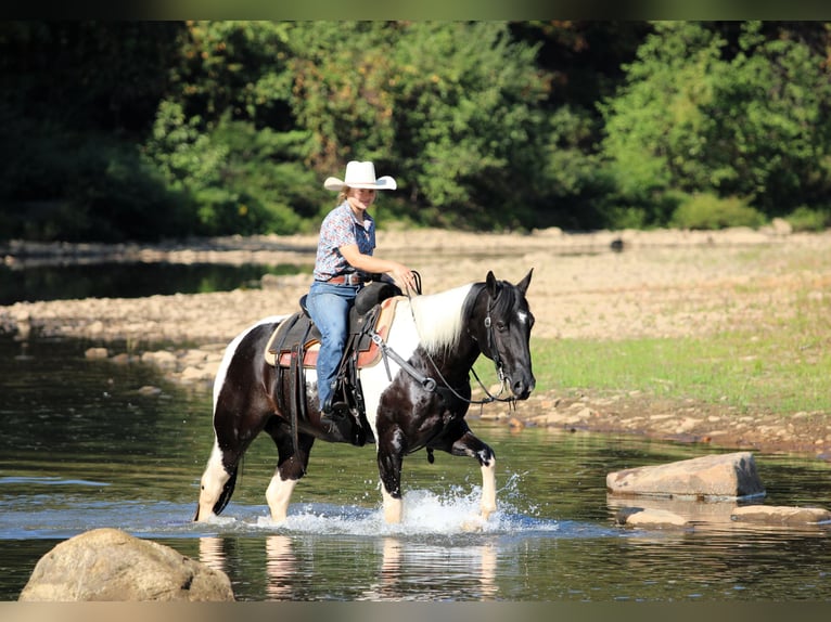 American Paint Horse Ruin 10 Jaar 155 cm Gevlekt-paard in Clarion