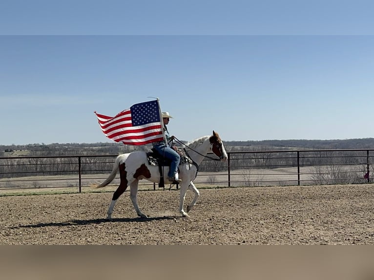 American Paint Horse Ruin 10 Jaar 157 cm Tobiano-alle-kleuren in Princeton