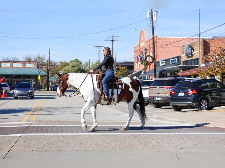 American Paint Horse Mix Ruin 10 Jaar 160 cm Gevlekt-paard in Forney