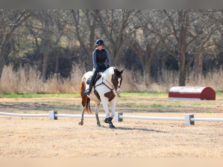 American Paint Horse Mix Ruin 10 Jaar 160 cm Gevlekt-paard in Forney