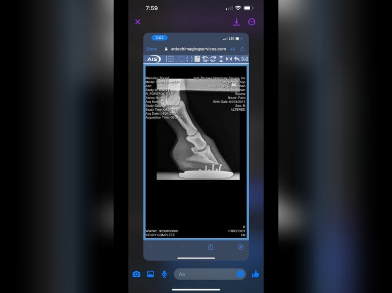 American Paint Horse Ruin 10 Jaar 163 cm Buckskin in Fort Collins CO