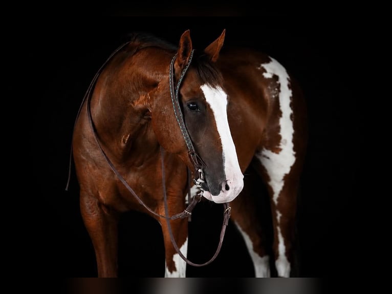 American Paint Horse Ruin 10 Jaar Gevlekt-paard in Clarion