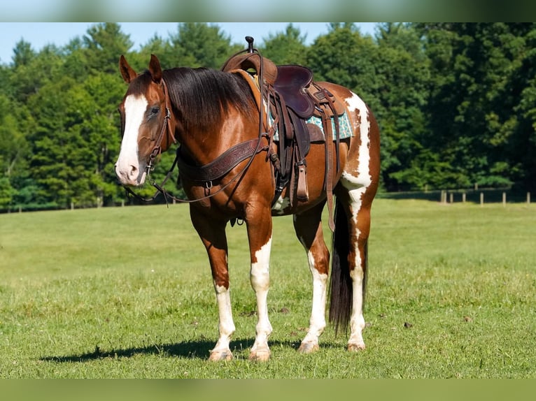 American Paint Horse Ruin 10 Jaar Gevlekt-paard in Clarion