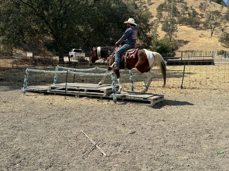 American Paint Horse Ruin 10 Jaar Tobiano-alle-kleuren in Tres Pinos