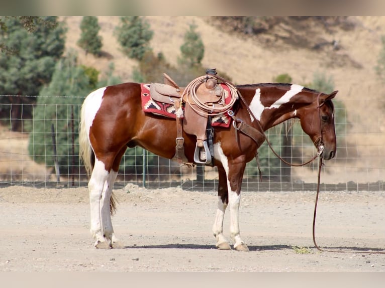 American Paint Horse Ruin 10 Jaar Tobiano-alle-kleuren in Tres Pinos