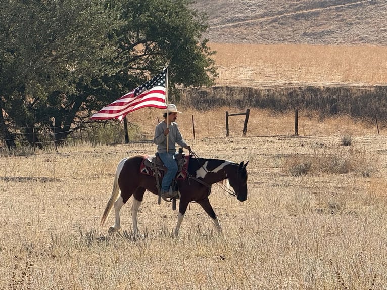 American Paint Horse Ruin 10 Jaar Tobiano-alle-kleuren in Tres Pinos