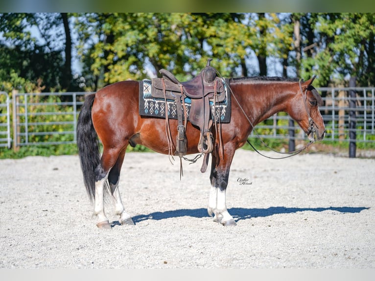 American Paint Horse Ruin 10 Jaar Tobiano-alle-kleuren in Independence IA