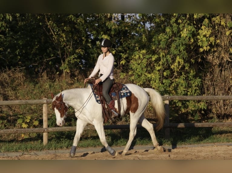 American Paint Horse Ruin 10 Jaar Tovereo-alle-kleuren in Gro&#xDF; Kienitz