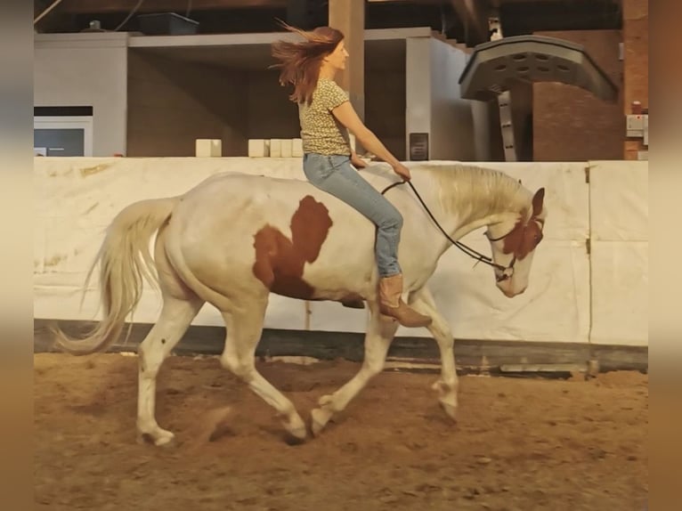 American Paint Horse Ruin 10 Jaar Tovereo-alle-kleuren in Gro&#xDF; Kienitz