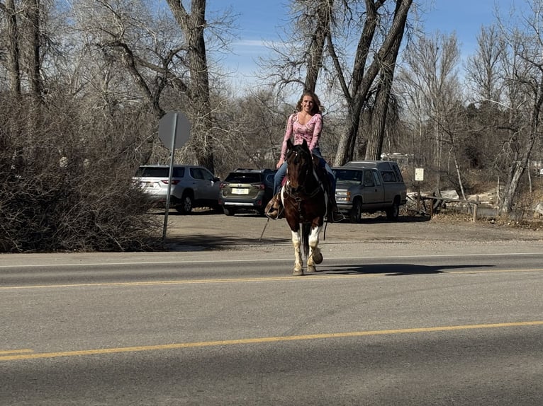 American Paint Horse Ruin 11 Jaar 142 cm Tobiano-alle-kleuren in Fort Collins