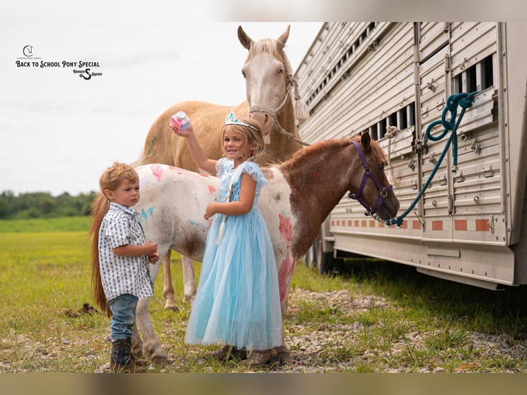 American Paint Horse Ruin 11 Jaar 145 cm Gevlekt-paard in Clover