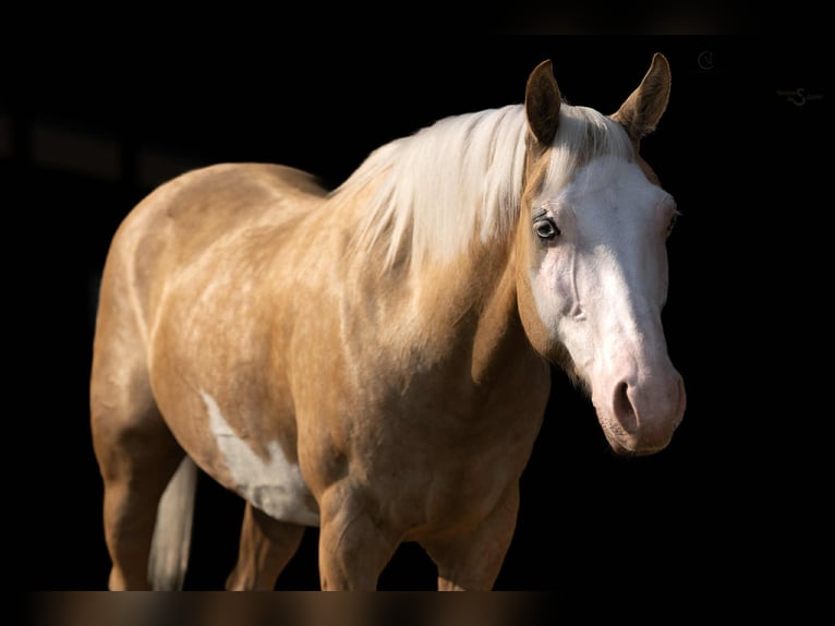 American Paint Horse Ruin 11 Jaar 145 cm Gevlekt-paard in Clover