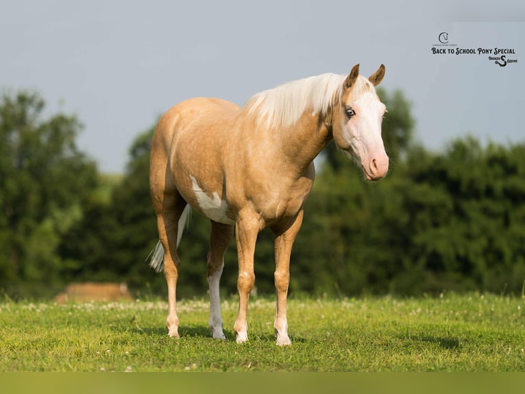 American Paint Horse Ruin 11 Jaar 145 cm Gevlekt-paard in Clover