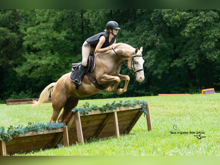 American Paint Horse Ruin 11 Jaar 145 cm Gevlekt-paard in Clover