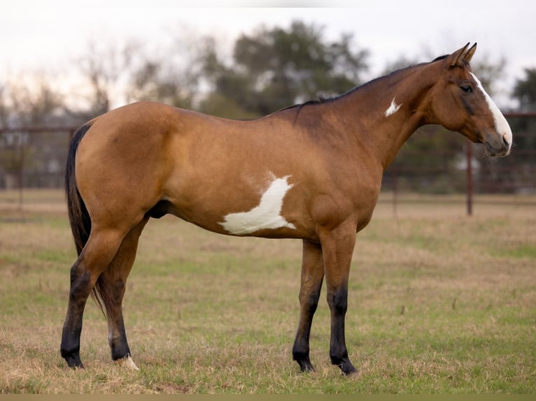 American Paint Horse Ruin 11 Jaar 147 cm Falbe in Dennis