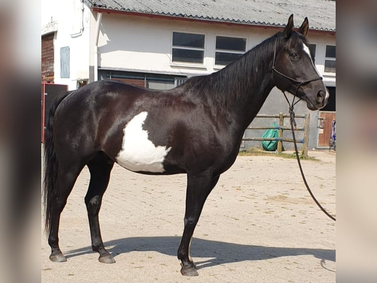 American Paint Horse Ruin 11 Jaar 149 cm Overo-alle-kleuren in Merzalben