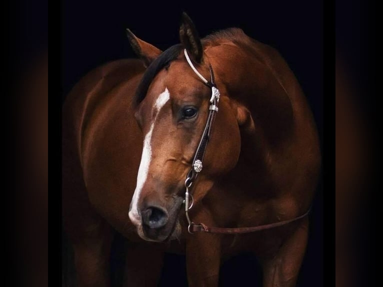 American Paint Horse Ruin 11 Jaar 152 cm Bruin in Holzbunge