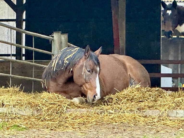American Paint Horse Ruin 11 Jaar 152 cm Bruin in Holzbunge