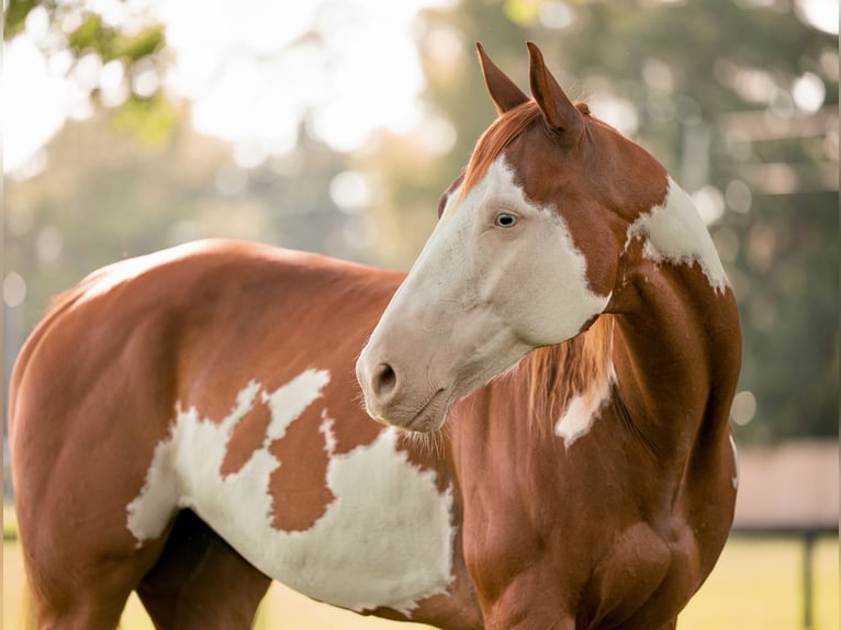 American Paint Horse Ruin 11 Jaar 152 cm Gevlekt-paard in Ocala