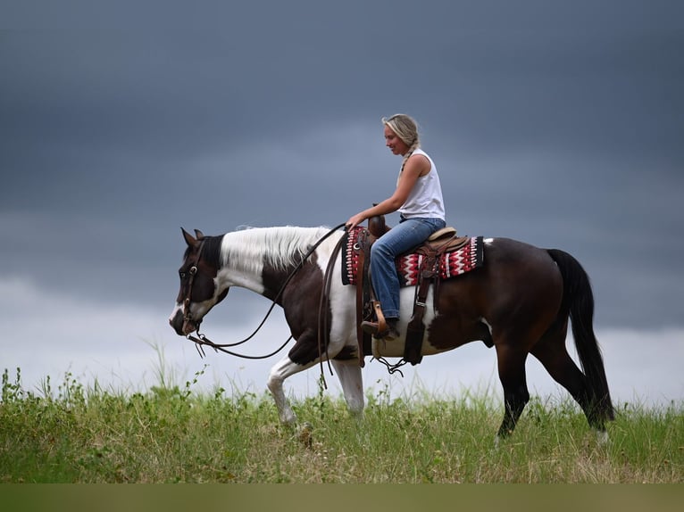 American Paint Horse Ruin 11 Jaar 152 cm Gevlekt-paard in Waco